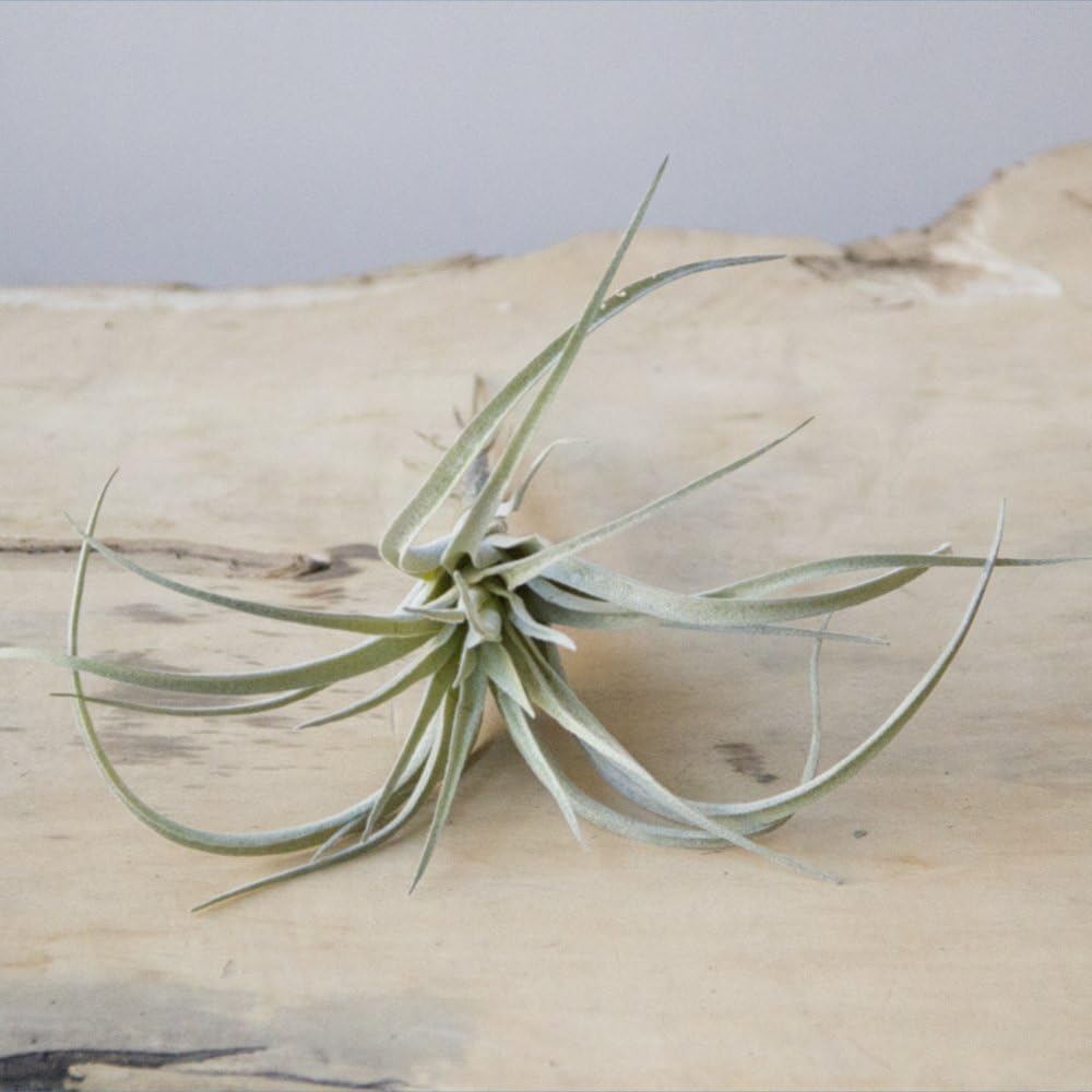 CHIVE Artificial Air Plants — Bulk Set of 5, Large — Ultra Realistic Fake Tillandsia Bromeliad Plants — Decorative Faux Succulents for Home & Office Decor — No Care Needed!