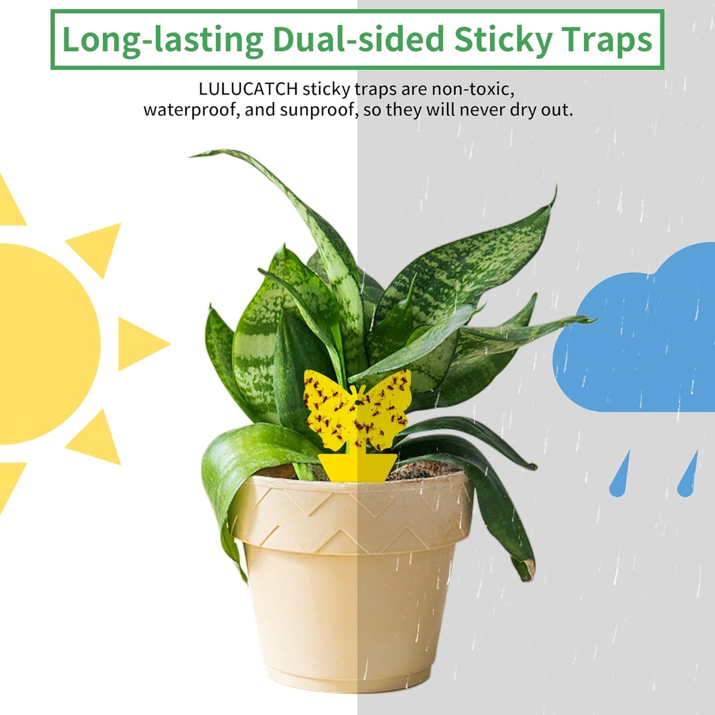LULUCATCH Fruit Fly Sticky Trap 36 Pack, Safe Gnat Traps for Fruits, Plants, Super Sticky Fly Trap for Indoor, Outdoor, Kitchen, Insect Catcher for White Flies, Mosquitos, Fungus Gnats, Flying Insects