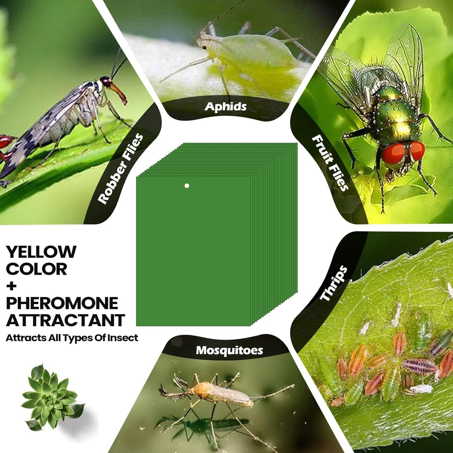 Qualirey 100 Pcs 6 x 8 Inch Sticky Traps for Plant Double Sided Sticky Trap for Gnats with Twist Ties Fly Traps for Fruit Insect Fungus Bugs Indoor Outdoor (Green)