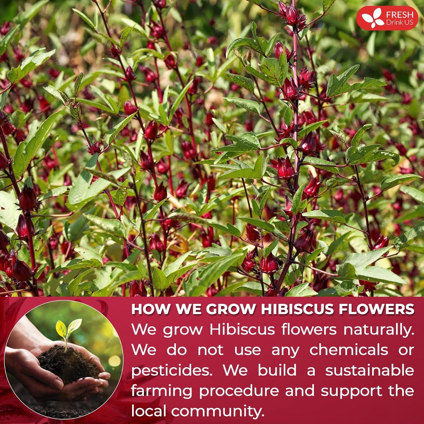 FreshDrinkUS Premium 30 Hibiscus Tea Bags, 100% Natural & Pure, Loose Flower Herbal Tea, No Sugar, Caffeine, Gluten, Vegan