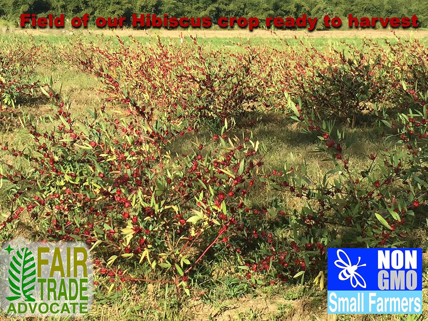 Sorrel Hibiscus Flowers (2 x 3Oz.) Herbal Tea Whole Petal 6 Oz - 100% Natural Dried Raw - Non GMO - Vegan - USFDA Inspected - Makes Refreshing Iced Tea Or Hot Tea