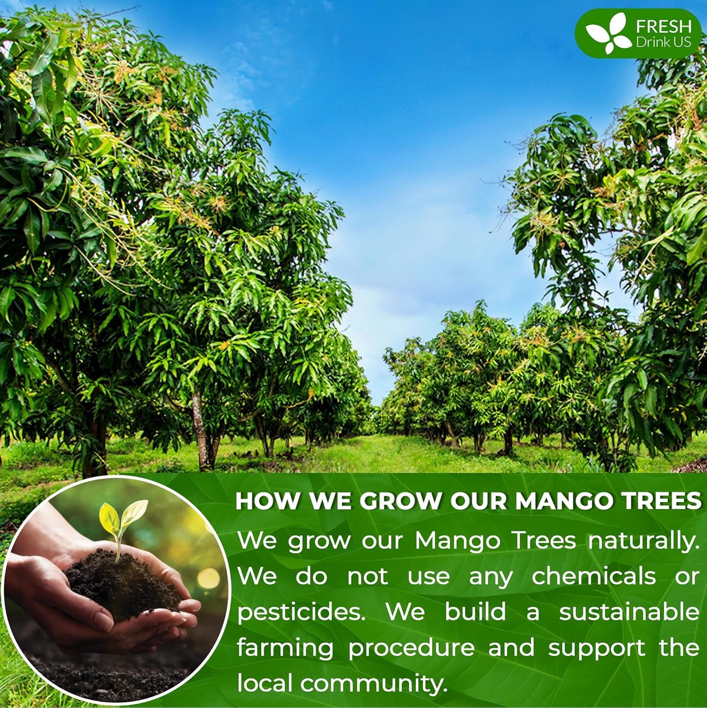 FreshDrinkUS, Premium 140+ Mango Whole Leaves Dried, 100% Natural & Pure from Dried Mango Leaves, Mango Leaf Tea, No Additives, No Caffeine, Vegan