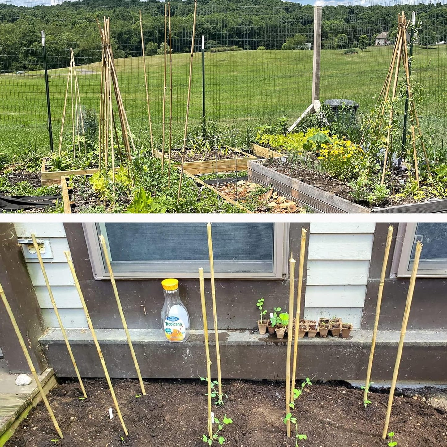 0.32”-0.4"/18Inch Garden Stakes, Natural Bamboo Sticks Plant Stakes for Indoor and Outdoor Plants，Poles for Tomatoes, Beans, Potted Plants(50Pcs)…